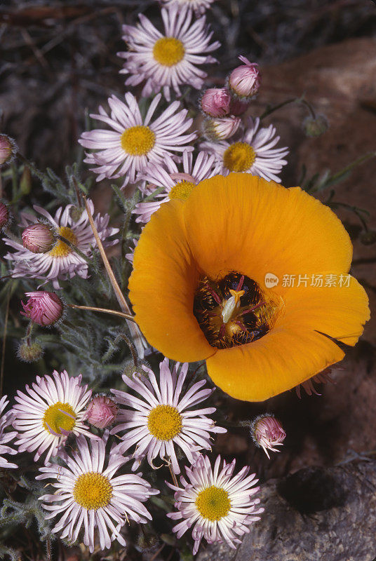 肯尼迪的玛丽波萨·莉莉，卡洛chortus kennedyi，死亡谷国家公园，加利福尼亚。百合科。